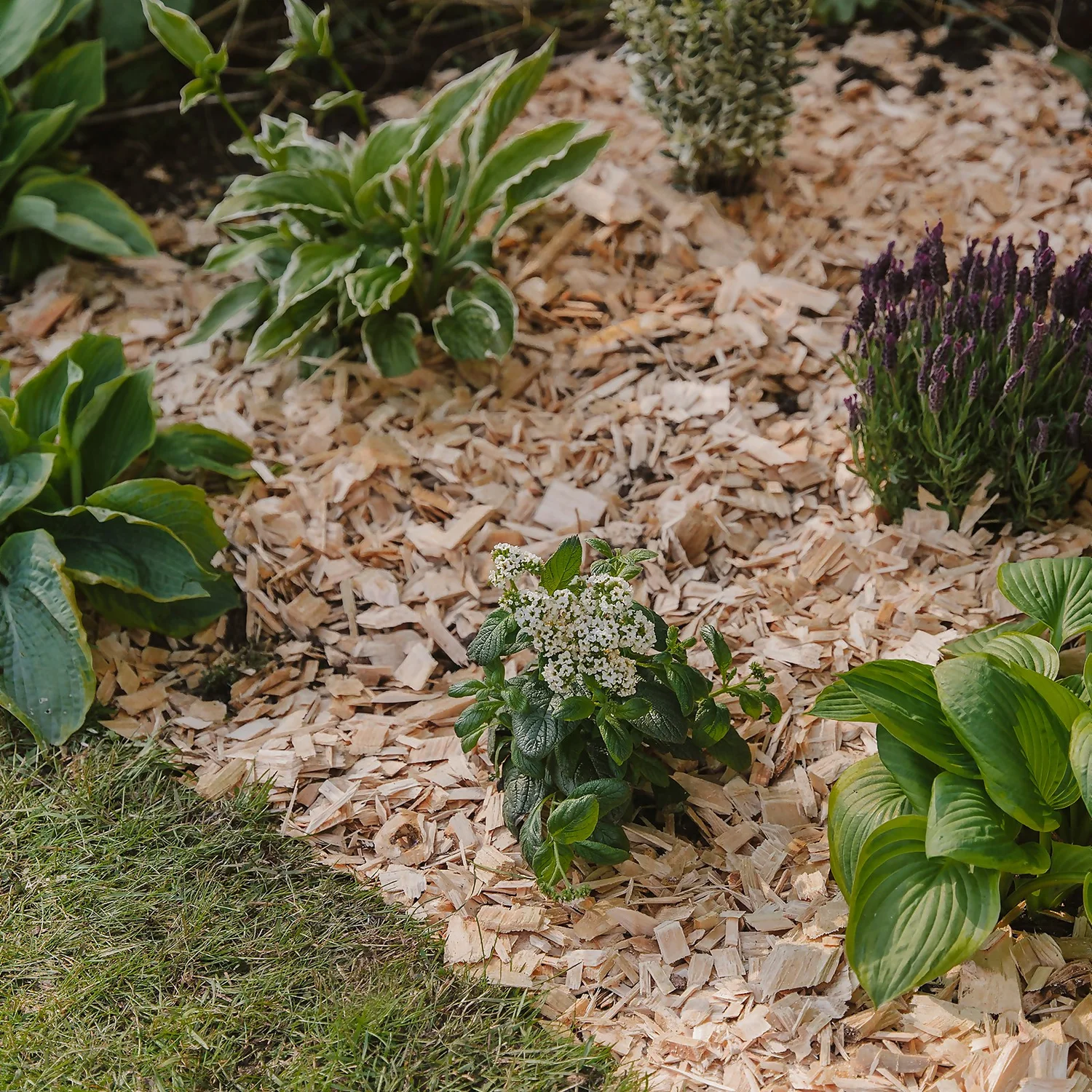 Westland Rustic Wood Chips - 60L Westland Rustic Wood Chips - 60L -Deals Furniture Store 13280769 1564929084866478